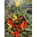 Blazo Pepper Seeds 