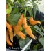 Aji Charapita Peach Large Pepper Seeds 