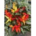 Blazo Pepper Seeds 