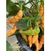 Aji Charapita Peach Large Pepper Seeds 