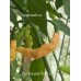 Aji Charapita Peach Large Pepper Seeds 