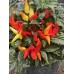 Blazo Pepper Seeds 