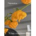 7 Pot Jonah x Scotch Bonnet x Carolina Reaper Pepper Seeds 7 Pot Jonah x Scotch Bonnet x Carolina Reaper Pepper Seeds