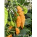 Aji Charapita Peach Large Pepper Seeds 
