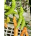 Aji Charapita Peach Large Pepper Seeds 