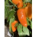 Orange Glow Bell Pepper Seeds 