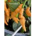Aji Charapita Peach Large Pepper Seeds 