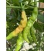 Aji Charapita Peach Large Pepper Seeds 