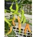 Aji Charapita Peach Large Pepper Seeds 