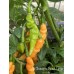 Aji Charapita Peach Large Pepper Seeds 