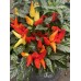 Blazo Pepper Seeds 