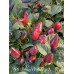 APS Valentine’s Day Purple X Pepper Seeds