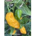 Funky Yellow Pepper Seeds Funky Yellow Pepper Seeds