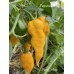 Funky Yellow Pepper Seeds Funky Yellow Pepper Seeds