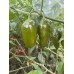 7-Pot Lime Long Pepper Seeds 7-Pot Lime Long Pepper Seeds