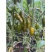 7-Pot Lime Long Pepper Seeds 7-Pot Lime Long Pepper Seeds