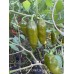 7-Pot Lime Long Pepper Seeds 7-Pot Lime Long Pepper Seeds