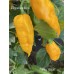 Funky Yellow Pepper Seeds Funky Yellow Pepper Seeds