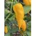 Funky Yellow Pepper Seeds Funky Yellow Pepper Seeds