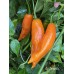 Aji Amarillo Pepper Seeds