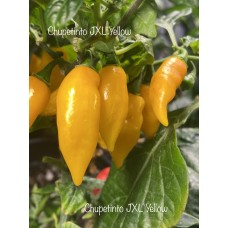 Chupetinto JXL Yellow Pepper Seeds 