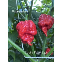 Carolina Reaper Equis Pepper Seeds 