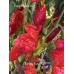 Monkey Face Red Pepper Seeds 