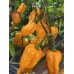 Pimenta Da Das Fio Pepper Seeds 