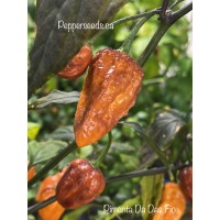 Pimenta Da Das Fio Pepper Seeds 