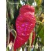 Monkey Face Red Pepper Seeds 