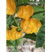 Scotch Bonnet TFM Pepper Seeds Scotch Bonnet TFM Pepper Seeds
