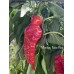 Monkey Face Red Pepper Seeds 