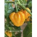 Scotch Bonnet TFM Pepper Seeds Scotch Bonnet TFM Pepper Seeds