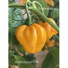 Scotch Bonnet TFM Pepper Seeds Scotch Bonnet TFM Pepper Seeds