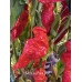 Monkey Face Red Pepper Seeds 