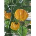Scotch Bonnet TFM Pepper Seeds Scotch Bonnet TFM Pepper Seeds