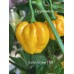 Scotch Bonnet TFM Pepper Seeds Scotch Bonnet TFM Pepper Seeds