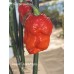 Carolina Reaper Dark Magma Pepper Seeds