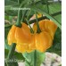 Scotch Bonnet TFM Pepper Seeds Scotch Bonnet TFM Pepper Seeds