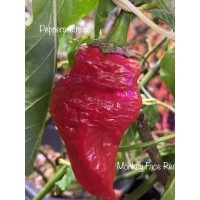 Monkey Face Red Pepper Seeds Monkey Face Red Pepper Seeds