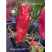 Monkey Face Red Pepper Seeds 