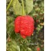 JAFSH Red