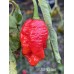 JAFSH Red
