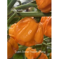Scotch Bonnet Free Port Orange 