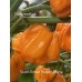 Scotch Bonnet Free Port Orange 