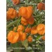 Scotch Bonnet Free Port Orange 