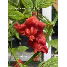 Balloon Pepper