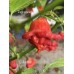 Balloon Pepper