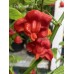 Balloon Pepper