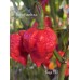 Naga F2.1 Pepper Seeds Naga F2.1 Pepper Seeds